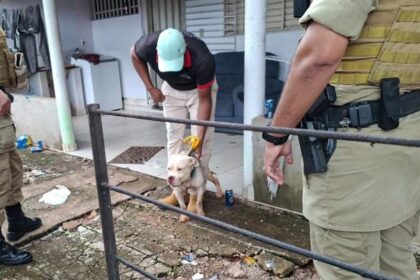 Secretaria Municipal de Meio Ambiente autua tutor por maus-tratos a animal em Gurupi