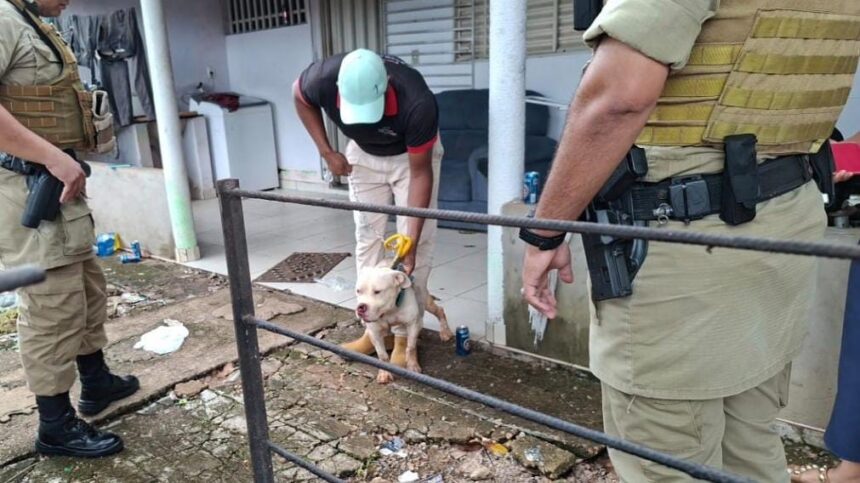 Secretaria Municipal de Meio Ambiente autua tutor por maus-tratos a animal em Gurupi